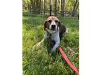 Adopt Baxter a Tricolor (Tan/Brown & Black & White) Beagle / Mixed dog in