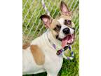 Adopt Elvis a White Boxer / American Pit Bull Terrier / Mixed (short coat) dog