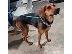 Adopt Dory a Black Mixed Breed (Small) / Mixed Breed (Medium) / Mixed (short