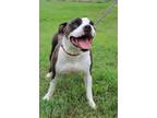 Adopt Sissy a Brindle - with White Pit Bull Terrier dog in Linton, IN (40278234)