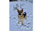 Adopt Captain a German Shepherd Dog / Mixed dog in Bellingham, WA (41261457)