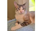 Adopt Sequoia a Cream or Ivory Siamese / Mixed cat in Vancouver, WA (41112564)