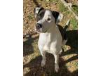 Adopt Pip a Australian Cattle Dog / Labrador Retriever / Mixed dog in Little