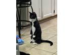 Adopt Obi-Wan a Domestic Shorthair / Mixed (medium coat) cat in Clinton