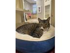 Adopt George~23/24-0276 a Brown Tabby Domestic Shorthair / Mixed Breed (Medium)