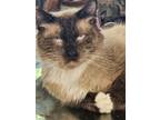 Adopt Maximillian a Tan or Fawn (Mostly) Himalayan (long coat) cat in Acton