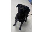 Adopt Phoebe a Black Golden Retriever / Mixed Breed (Medium) / Mixed (short
