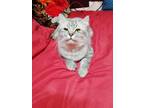 Adopt Boo bear a Persian cat in Annapolis, MD (41264384)