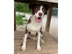 Adopt Arrow a Shepherd (Unknown Type) / Collie / Mixed dog in Batesville