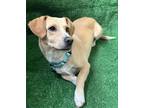 Adopt Pepe a Tan/Yellow/Fawn - with White Beagle / Mixed dog in San Ysidro