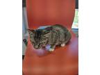 Adopt Tawney a Brown Tabby Domestic Shorthair / Mixed Breed (Medium) / Mixed