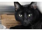 Adopt Hogan a All Black Domestic Shorthair / Mixed Breed (Medium) / Mixed (short