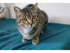 Adopt Laquisha a Gray or Blue Domestic Shorthair / Mixed Breed (Medium) / Mixed