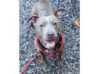 Adopt Osbourne a Merle American Pit Bull Terrier / Mixed Breed (Medium) / Mixed
