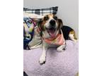Adopt Bee a Beagle / Mixed dog in Effingham, IL (41258007)