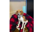 Adopt Ember a Tricolor (Tan/Brown & Black & White) Beagle / Mixed dog in Tipton