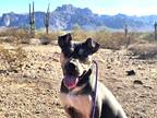 Adopt ROLLIE a Tan/Yellow/Fawn - with Black Shar Pei / Australian Kelpie / Mixed