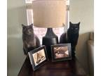 Adopt Izer and Jinx - bonded pair a Gray or Blue Domestic Shorthair (short coat)