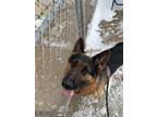 Adopt Zeus a Black German Shepherd Dog / Mixed Breed (Medium) / Mixed (short