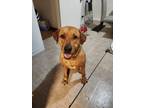 Adopt Chewie a Red/Golden/Orange/Chestnut - with White Mixed Breed (Large) /