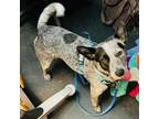 Adopt Gabby a Black Australian Cattle Dog / Mixed Breed (Medium) / Mixed (short