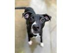 Adopt Nabisco a Black Mixed Breed (Small) / Mixed Breed (Medium) / Mixed (short