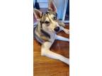 Adopt Lady Bug a Gray/Blue/Silver/Salt & Pepper Husky / Mixed dog in Lamar