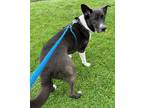 Adopt SAM a Labrador Retriever / Border Collie / Mixed dog in Newport