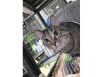 Adopt Roo a Brown Tabby Domestic Shorthair / Mixed Breed (Medium) / Mixed (short