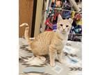 Adopt Donatello a Orange or Red Domestic Shorthair / Mixed Breed (Medium) /