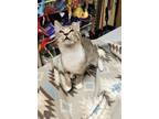 Adopt Leonardo a White (Mostly) Domestic Shorthair / Mixed Breed (Medium) /