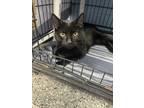 Adopt Mitch a All Black Domestic Shorthair / Mixed Breed (Medium) / Mixed (short