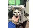 Adopt Dave a All Black Domestic Shorthair / Mixed Breed (Medium) / Mixed (short
