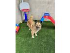 Adopt Jade a Brown/Chocolate - with White Australian Shepherd / Border Collie /