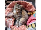 Adopt Carmen a Brown Tabby American Shorthair (short coat) cat in Brooklyn