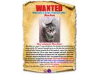 Adopt Munchkin a Gray, Blue or Silver Tabby Tabby (short coat) cat in Fresh