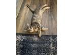 Adopt Nott a Gray or Blue American Shorthair / Mixed (short coat) cat in Eugene
