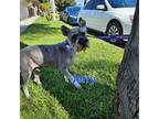 Adopt Jerry a Gray/Silver/Salt & Pepper - with White Miniature Schnauzer /