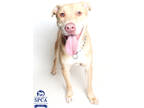Adopt Rocky a Tan/Yellow/Fawn American Pit Bull Terrier / Mixed Breed (Medium) /