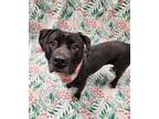 Adopt Della a Black Staffordshire Bull Terrier / Mixed Breed (Medium) / Mixed