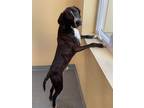 Adopt Archie a Brindle - with White Plott Hound / Mixed dog in Covington