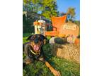Adopt Rocky a Rottweiler / Mixed Breed (Medium) / Mixed dog in Sprakers