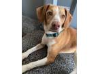 Adopt Cora a Beagle / Mixed Breed (Medium) / Mixed dog in Sprakers