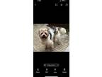 Adopt Sassy a Tricolor (Tan/Brown & Black & White) Shih Tzu / Beagle / Mixed dog