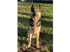 Adopt Dakota a Brown/Chocolate - with Black German Shepherd Dog / Mixed dog in