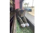 Adopt Stripe a Brown Tabby Domestic Shorthair / Mixed Breed (Medium) / Mixed