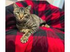 Adopt Paris a Brown Tabby Domestic Shorthair (short coat) cat in Tipton