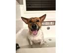 Adopt Honey a Red/Golden/Orange/Chestnut - with White Australian Cattle Dog /