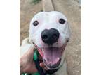 Adopt Duke a White Dogo Argentino / Mixed dog in Lakeway, TX (41262297)
