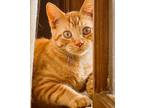 Adopt IV a Orange or Red Domestic Mediumhair (long coat) cat in Frankfort